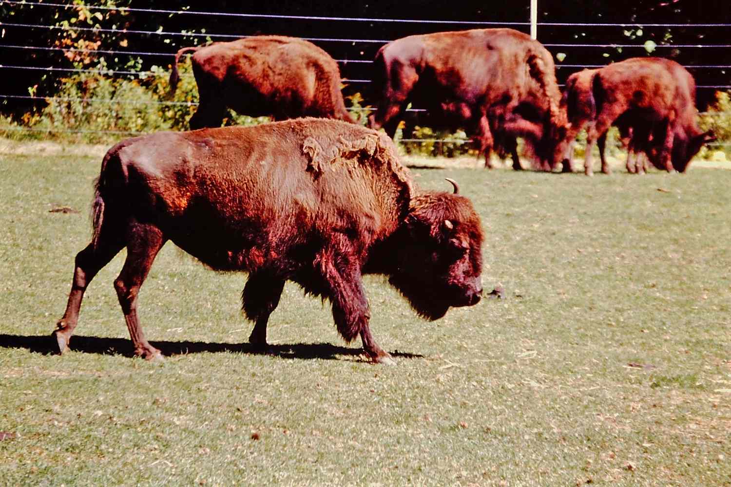 Alta Vista Bison Farm