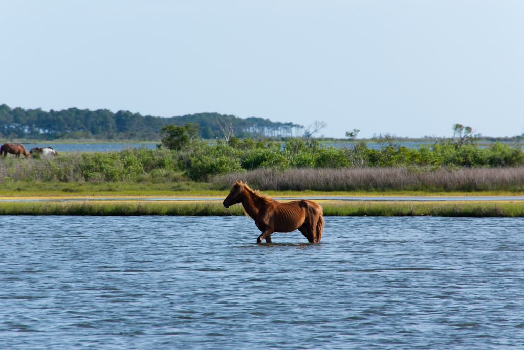Assateague Island-国家海滨游客指南