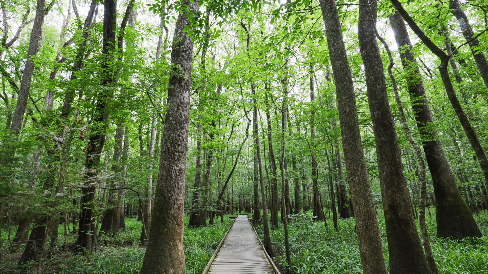 严禁房车露营的美国国家公园